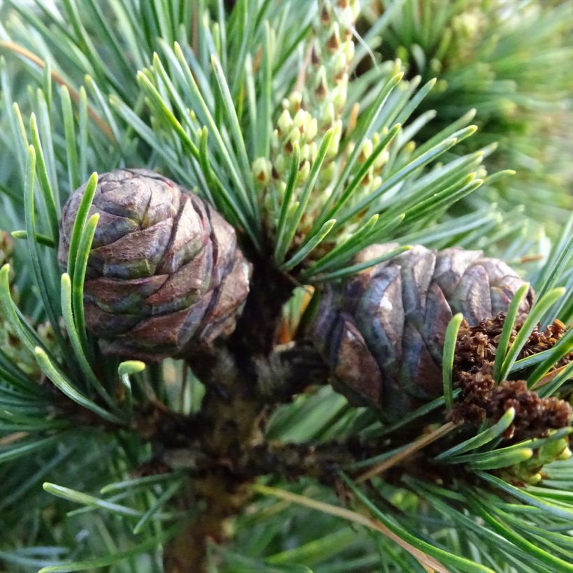 Pino blanco japonés Negishi - Pinus parviflora (Cosecha)