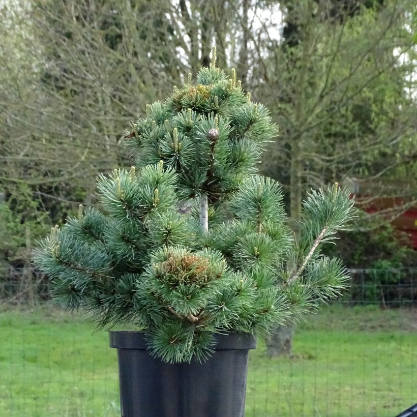 Pino blanco japonés Negishi - Pinus parviflora (Porte)