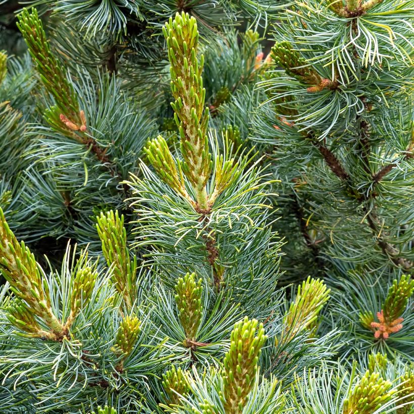 Pino blanco japonés Tempelhof - Pinus parviflora (Follaje)