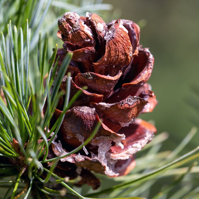 Pino blanco japonés Tempelhof - Pinus parviflora (Cosecha)