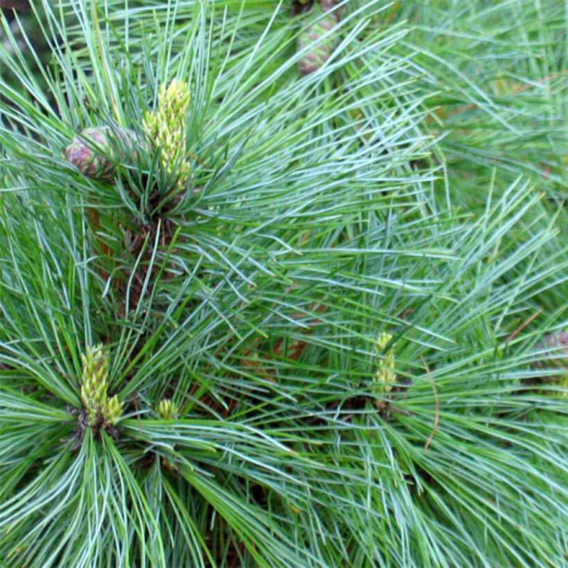 Pinus peuce - Pino de Macedonia (Follaje)