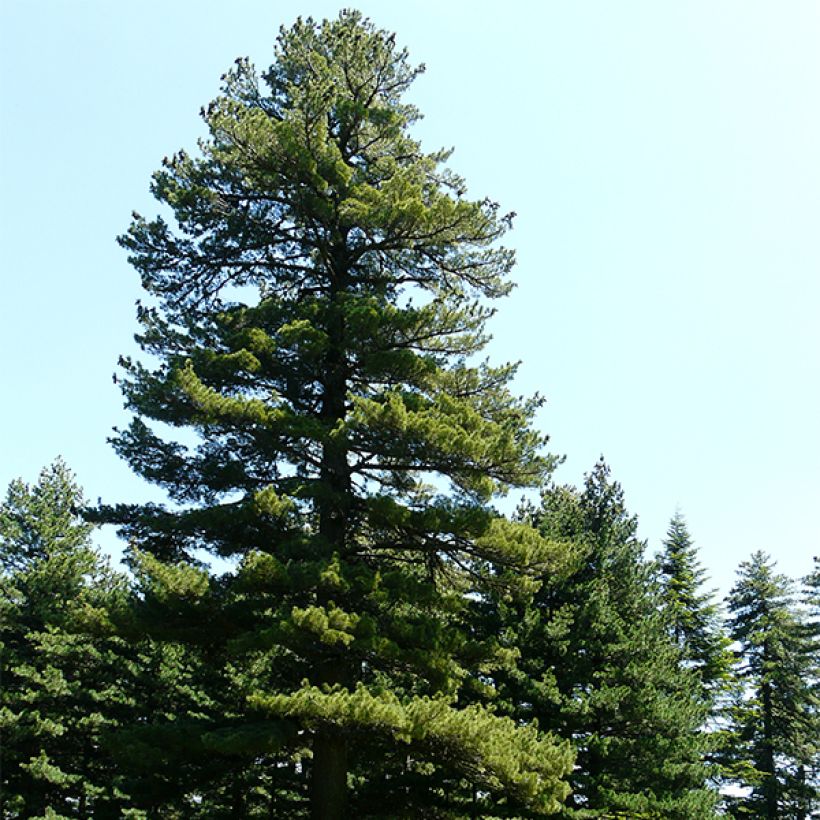 Pinus peuce - Pino de Macedonia (Porte)