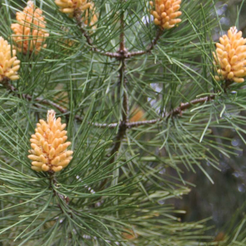 Pino marítimo - Pinus pinaster (Follaje)