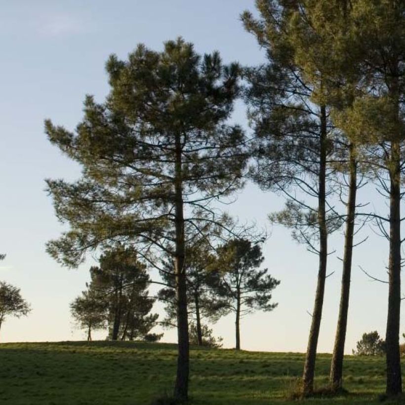 Pino marítimo - Pinus pinaster (Porte)