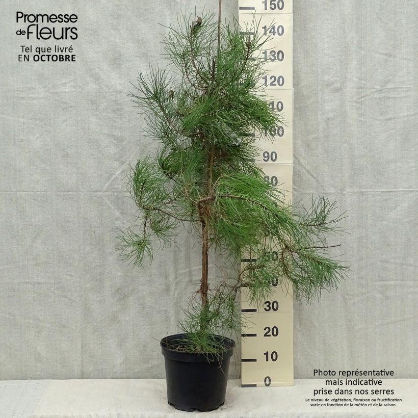 Ejemplar de Pinus pinaster - Pin maritime pot de 10L entregado en otoño