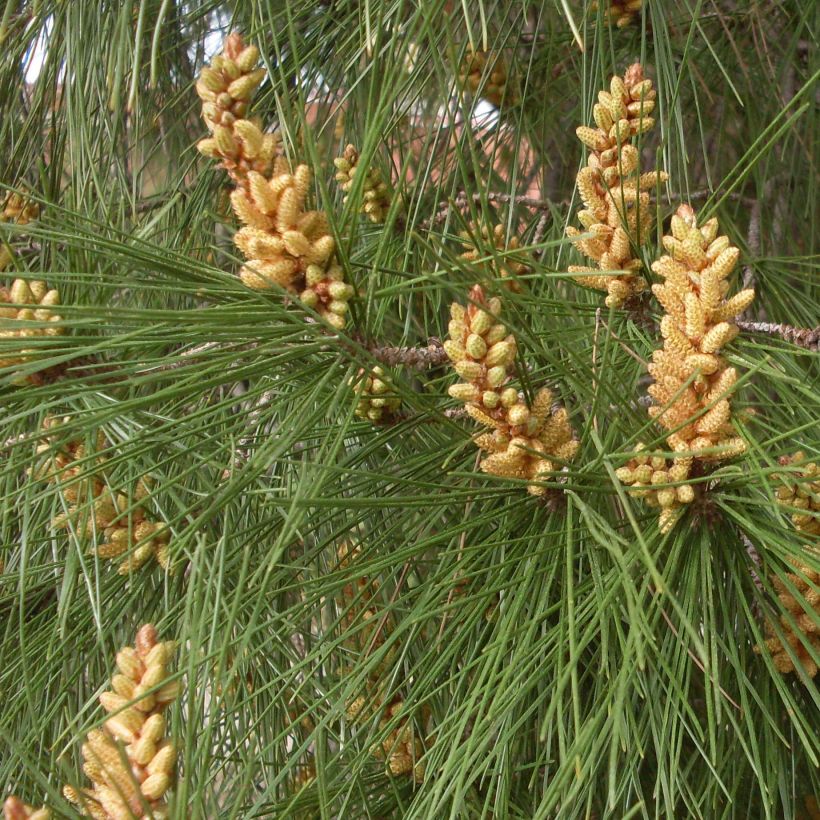 Pino manso - Pinus pinea (Follaje)