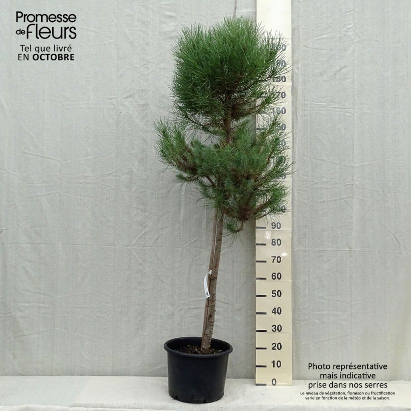 Ejemplar de Pinus pinea - Pin parasol en pot hauteur 150/175, diamètre de tige 10/12 entregado en otoño