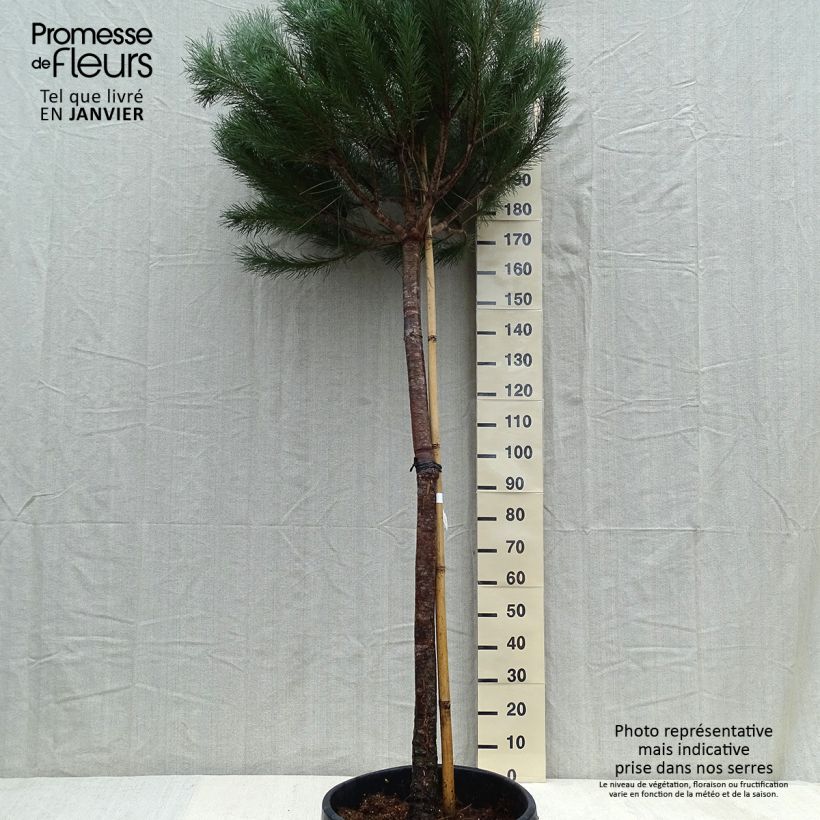 Pinus pinea - Pin parasol en pot hauteur 175/200, diamètre de tige 12/14 Ejemplar entregado en invierno