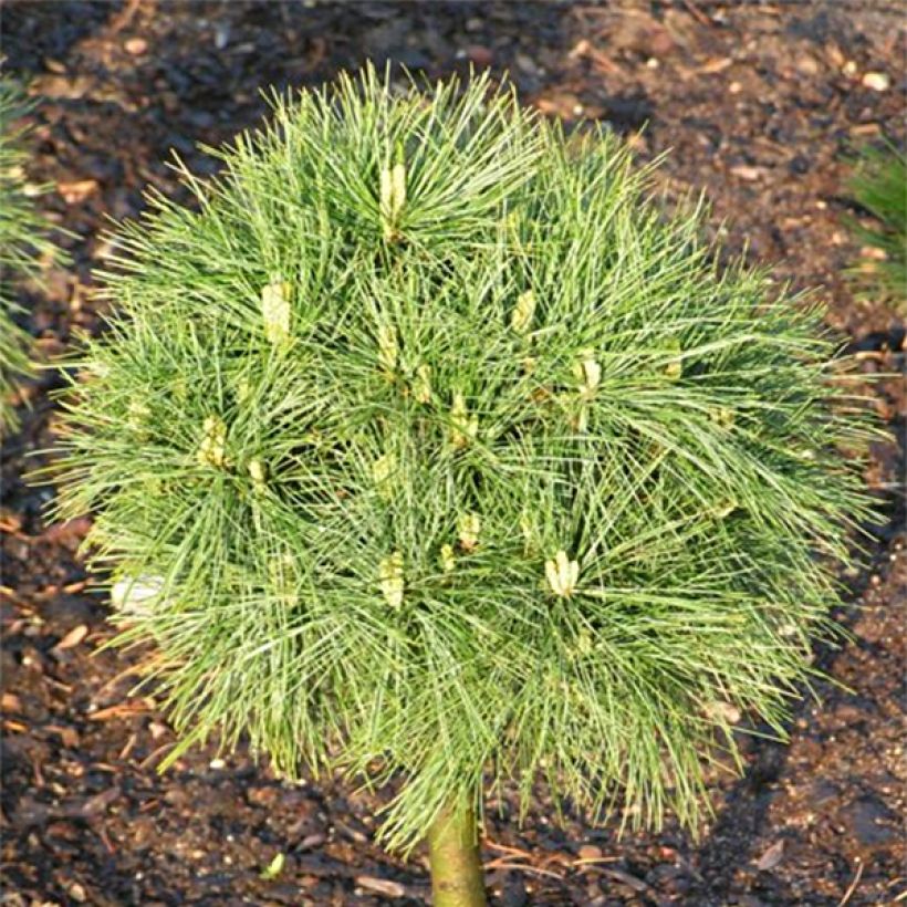 Pino de Weymouth Greg - Pinus strobus (Follaje)