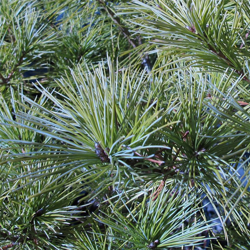 Pino de Weymouth Horsford - Pinus strobus (Follaje)