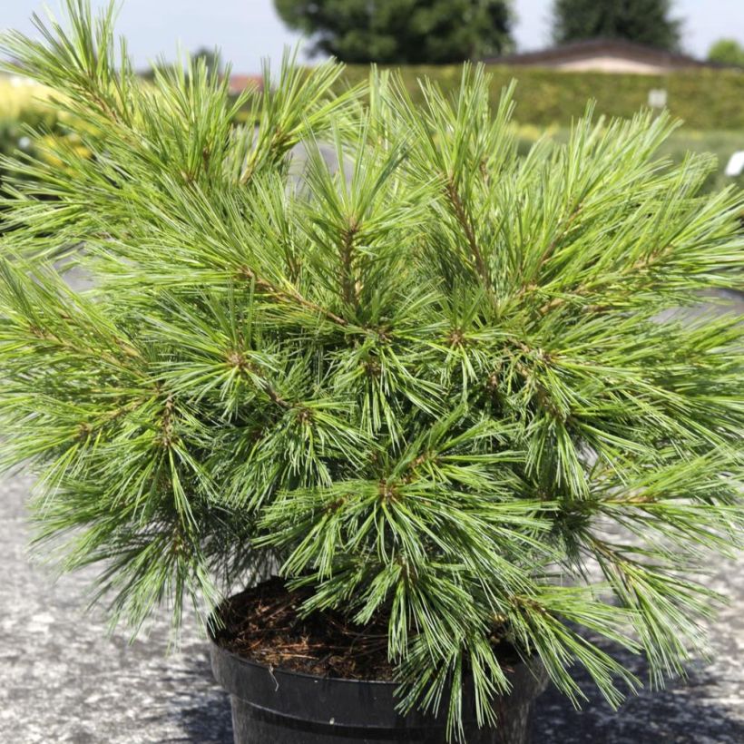 Pino de Weymouth Minima - Pinus strobus (Porte)