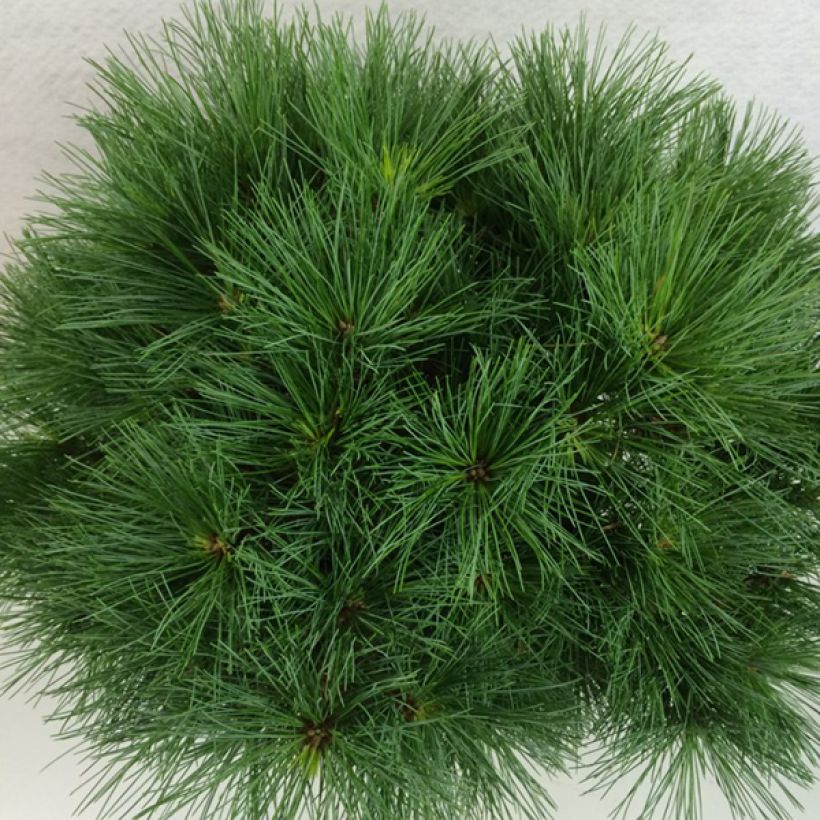 Pino de Weymouth Ontario - Pinus strobus (Follaje)