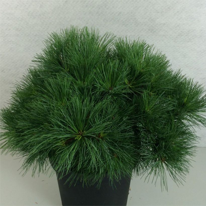 Pino de Weymouth Ontario - Pinus strobus (Porte)