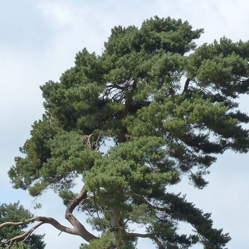 Pino silvestre - Pinus sylvestris (Follaje)