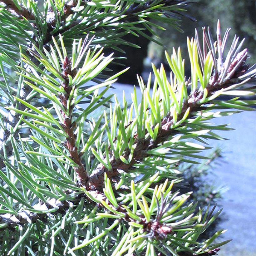 Pino silvestre Doone Valley - Pinus sylvestris (Follaje)