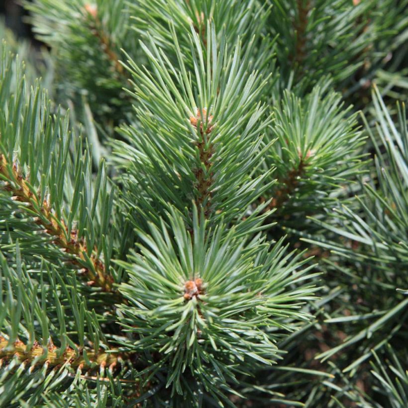 Pino silvestre Watereri - Pinus sylvestris (Follaje)