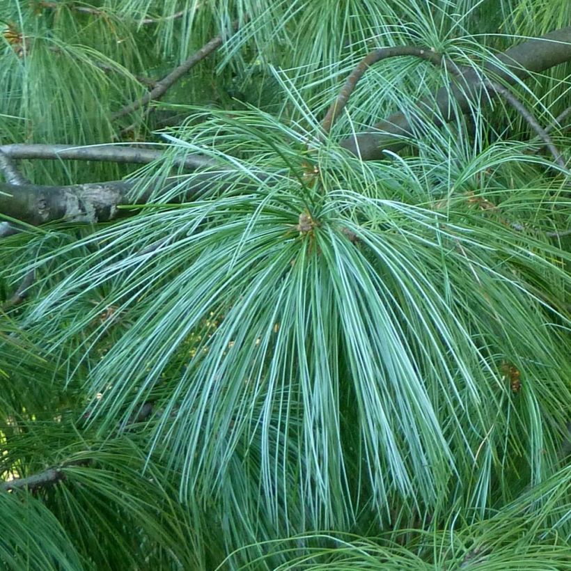 Pino azul del Himalaya​ - Pinus wallichiana (Follaje)