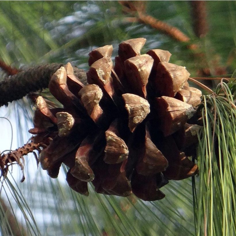 Pino azul del Himalaya​ - Pinus wallichiana (Cosecha)