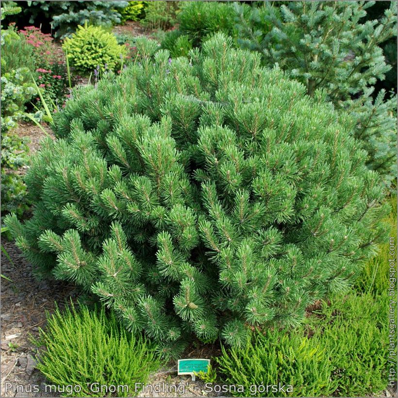 Pino negro Gnom - Pinus mugo (Porte)