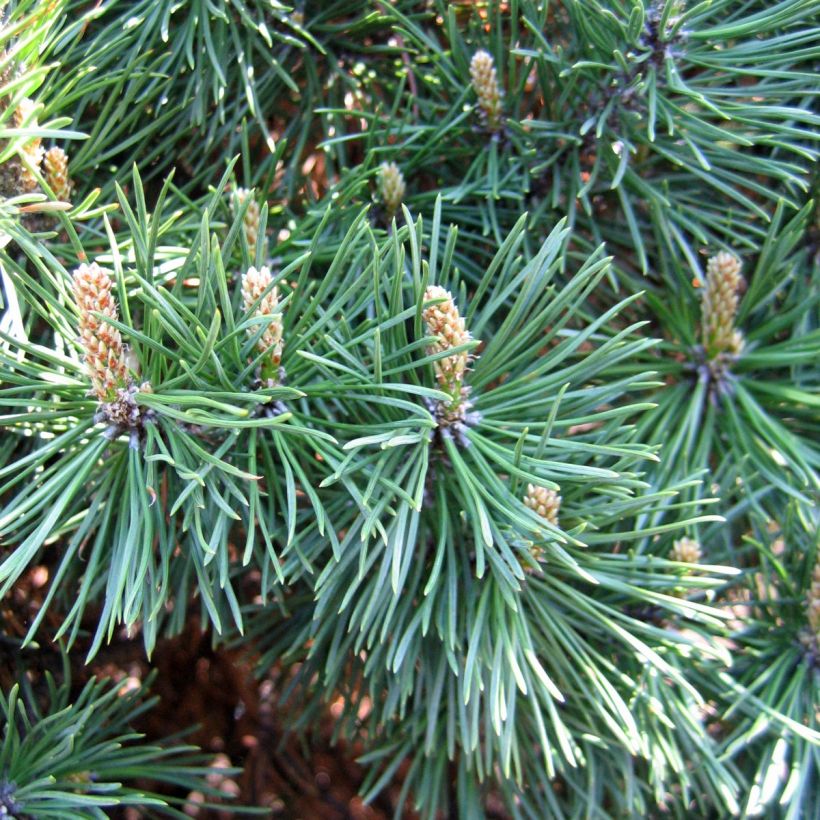 Pino negro Gnom - Pinus mugo (Cosecha)