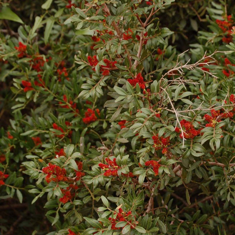 Pistacia lentiscus - Lentisco (Floración)