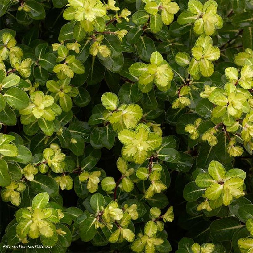 Pittosporum tenuifolium Abbotsbury Gold (Follaje)