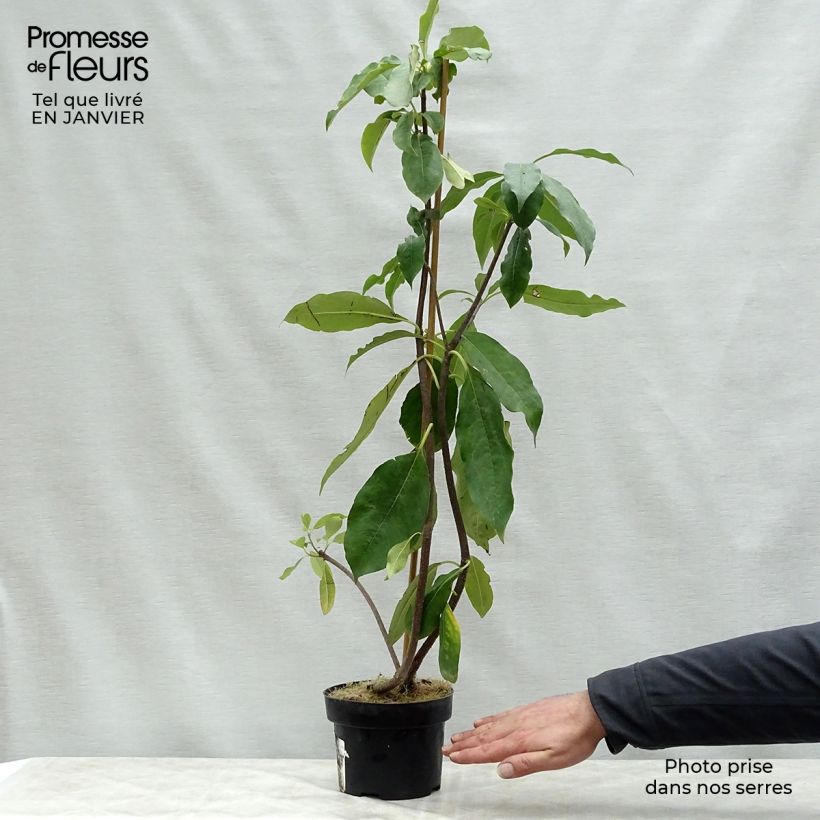 Pittosporum daphniphylloides Pot de 2L/3L Ejemplar entregado en invierno