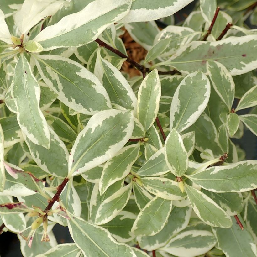 Pittosporum eugenoides Variegatum (Follaje)