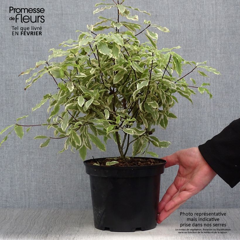 Pittosporum eugenoides Variegatum Pot de 3L/4L Ejemplar entregado en invierno