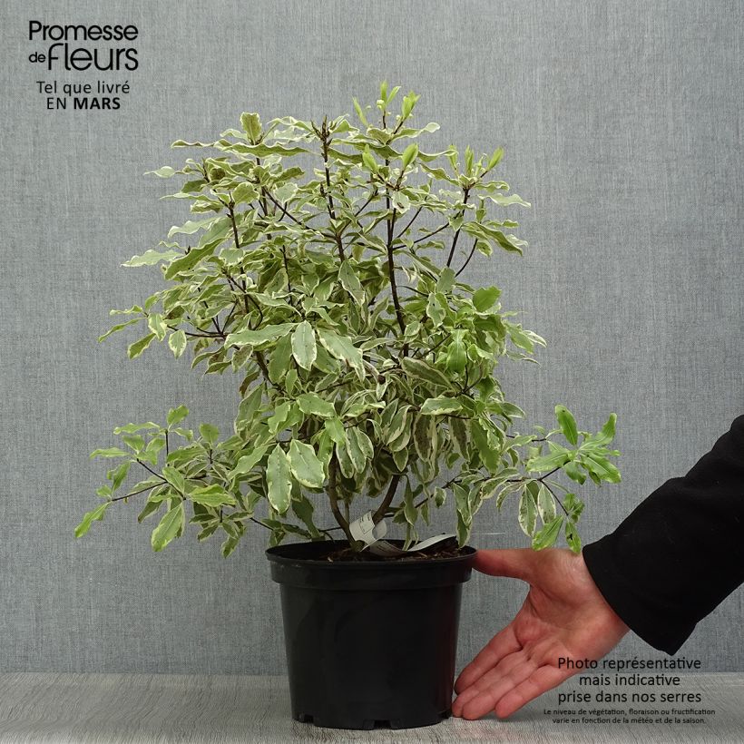 Pittosporum eugenoides Variegatum Pot de 3L/4L Ejemplar entregado en la primavera