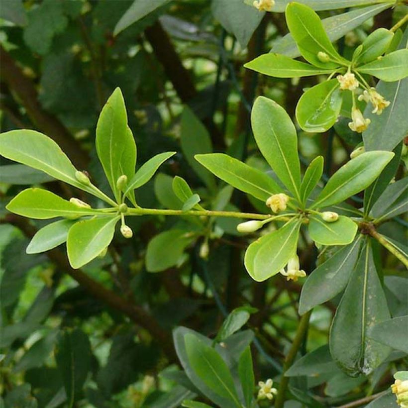 Pittosporum heterophyllum (Follaje)