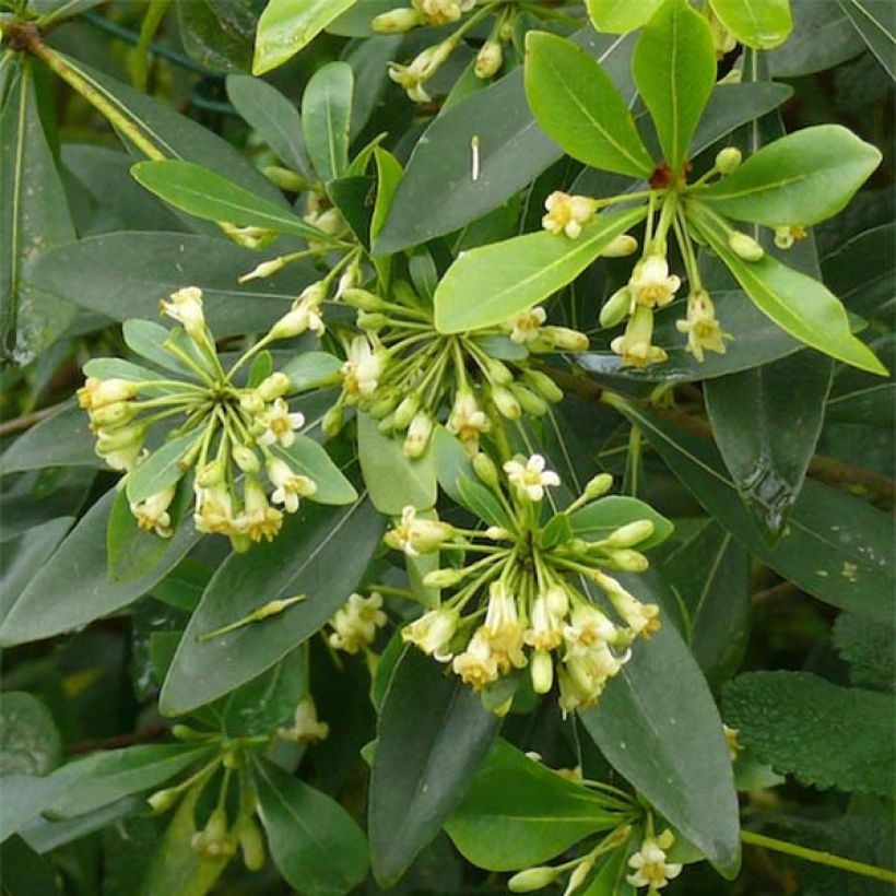 Pittosporum heterophyllum (Floración)