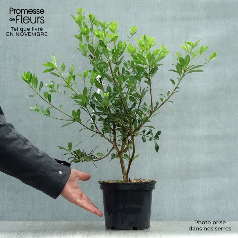 Ejemplar de Pittosporum heterophyllum - Oranger de Chine Pot de 2L/3L entregado en otoño