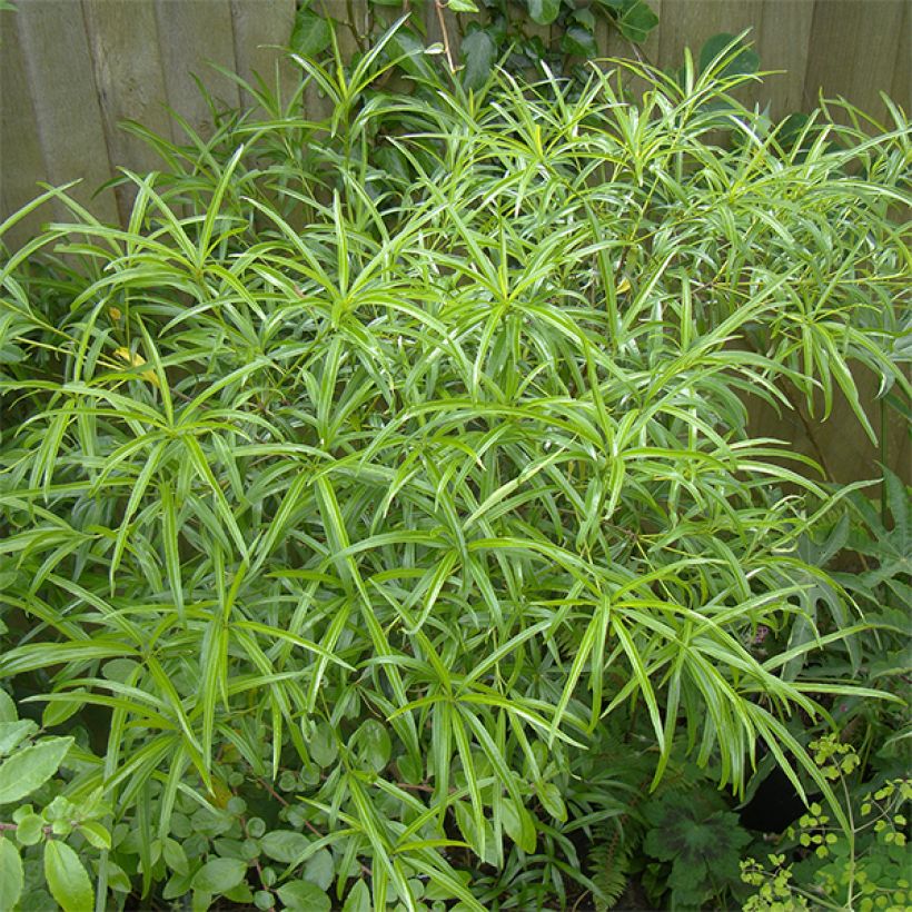 Pittosporum illicioides var. angustifolia (Porte)