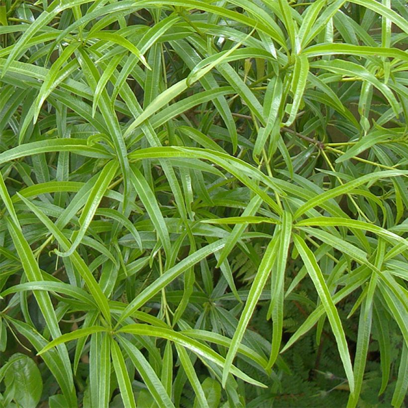 Pittosporum illicioides var. angustifolia (Follaje)