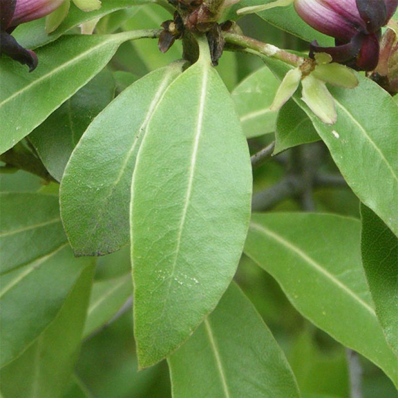 Pittosporum tenuifolium - Pitosporo de hojas tenues (Follaje)