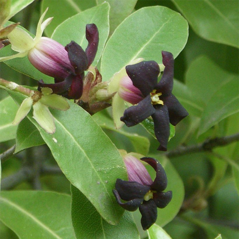 Pittosporum tenuifolium (Floración)