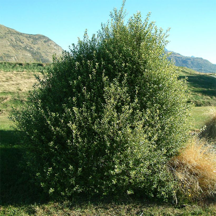 Pittosporum tenuifolium - Pitosporo de hojas tenues (Porte)