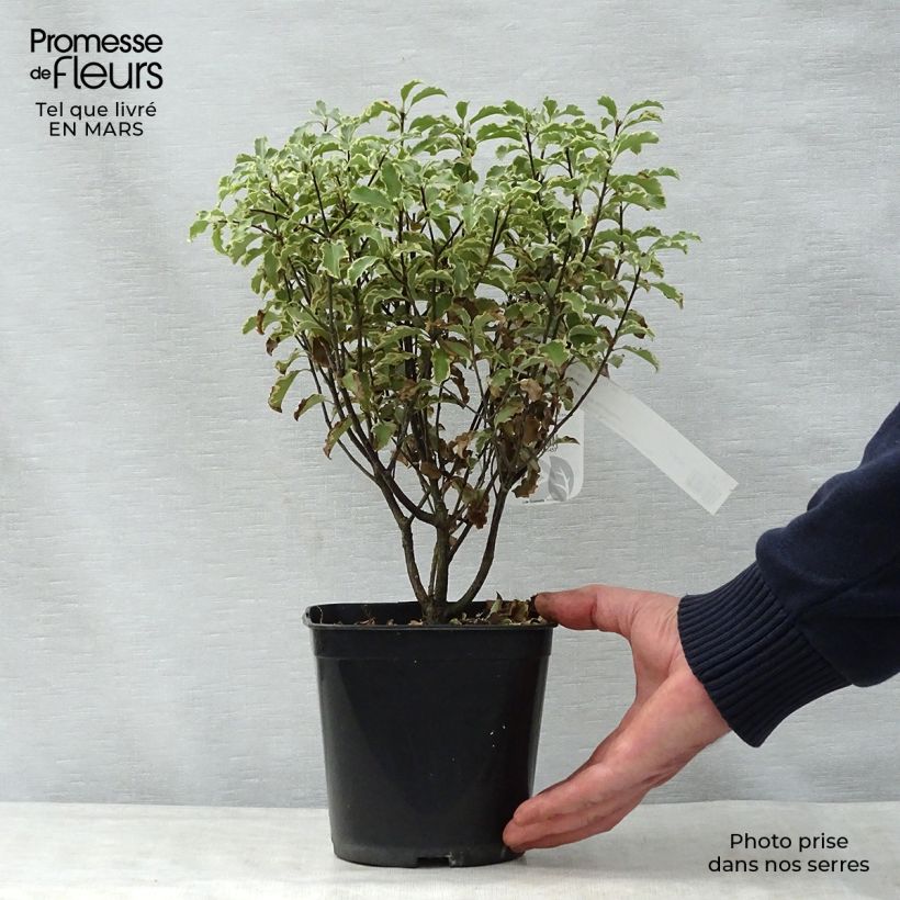 Pittosporum tenuifolium Pot de 2L/3L Ejemplar entregado en la primavera