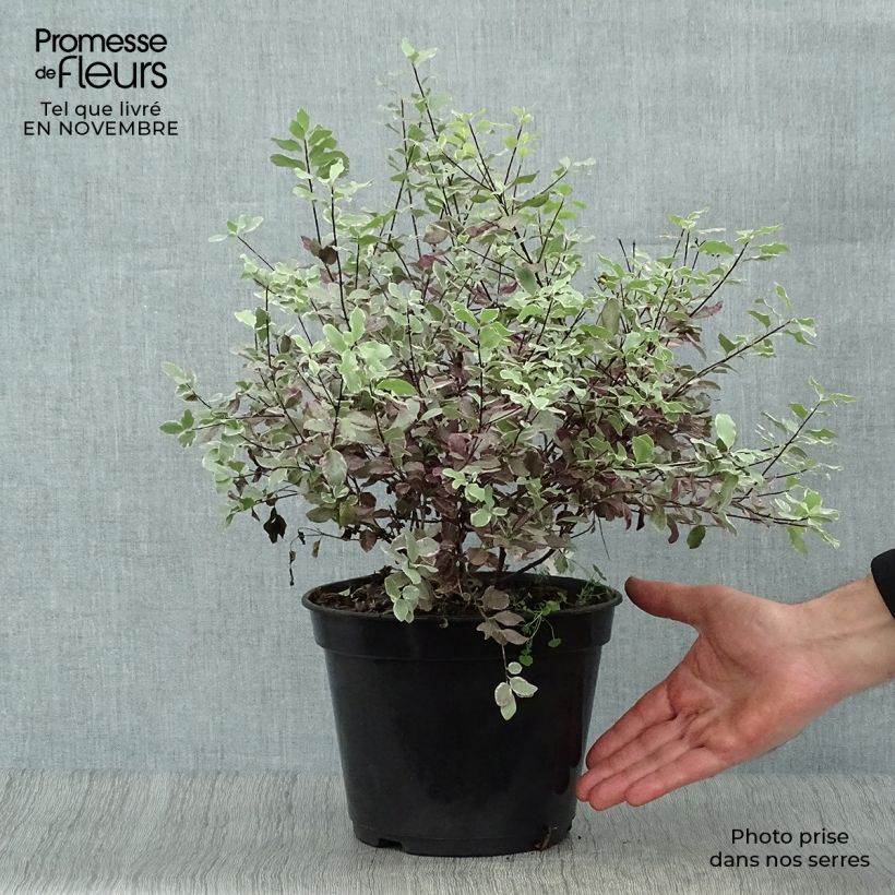 Ejemplar de Pittosporum tenuifolium Bannow Bay Pot de 3L/4L entregado en otoño