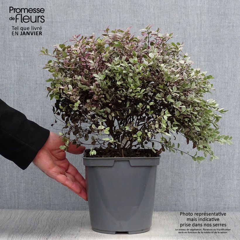 Pittosporum tenuifolium Bannow Bay Pot de 3L/4L Ejemplar entregado en invierno