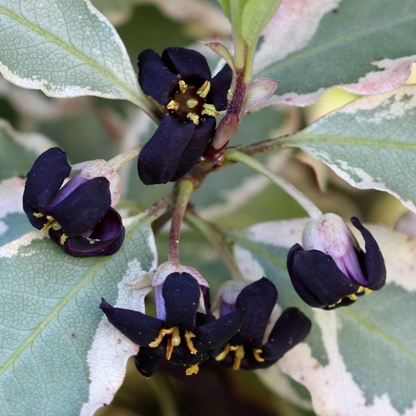 Pittosporum tenuifolium Bannow Bay (Floración)