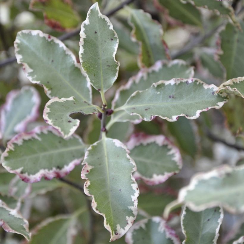 Pittosporum tenuifolium Elisabeth (Follaje)