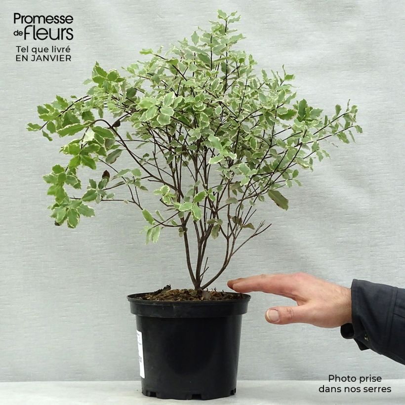 Pittosporum tenuifolium Elisabeth Pot de 2L/3L Ejemplar entregado en invierno