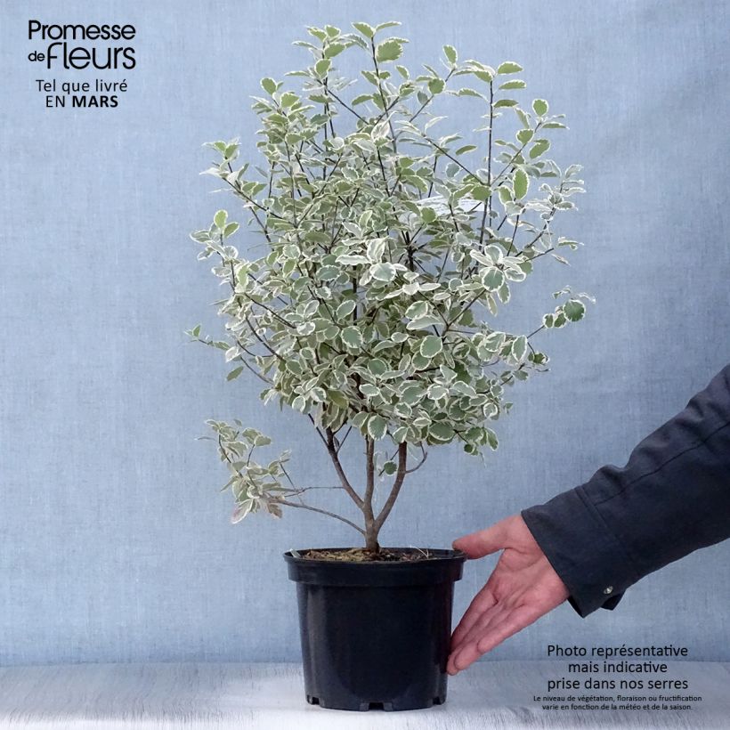 Pittosporum tenuifolium Elisabeth Pot de 2L/3L Ejemplar entregado en la primavera