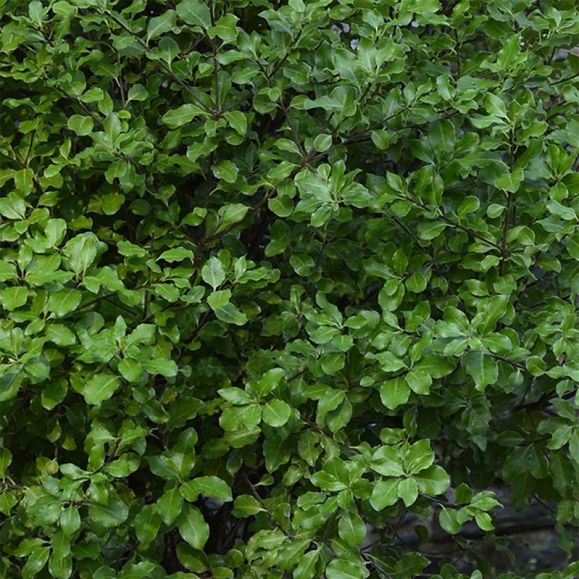 Pittosporum tenuifolium Emerald Dome (Follaje)