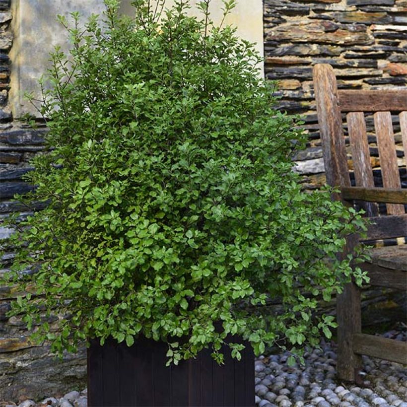 Pittosporum tenuifolium Emerald Dome (Porte)