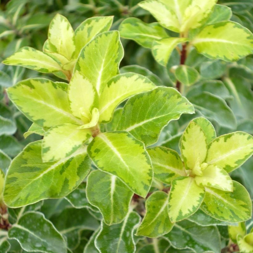 Pittosporum tenuifolium Gold Star (Follaje)