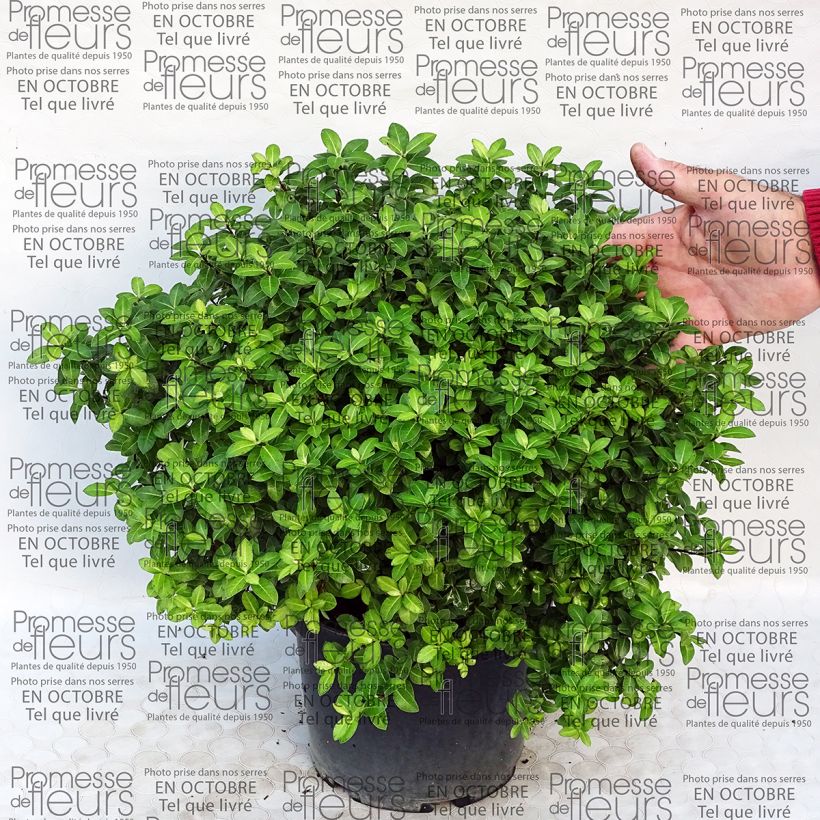 Ejemplo de ejemplar de Pittosporum tenuifolium Golden Ball en pot de 2/3L tal y como se entrega