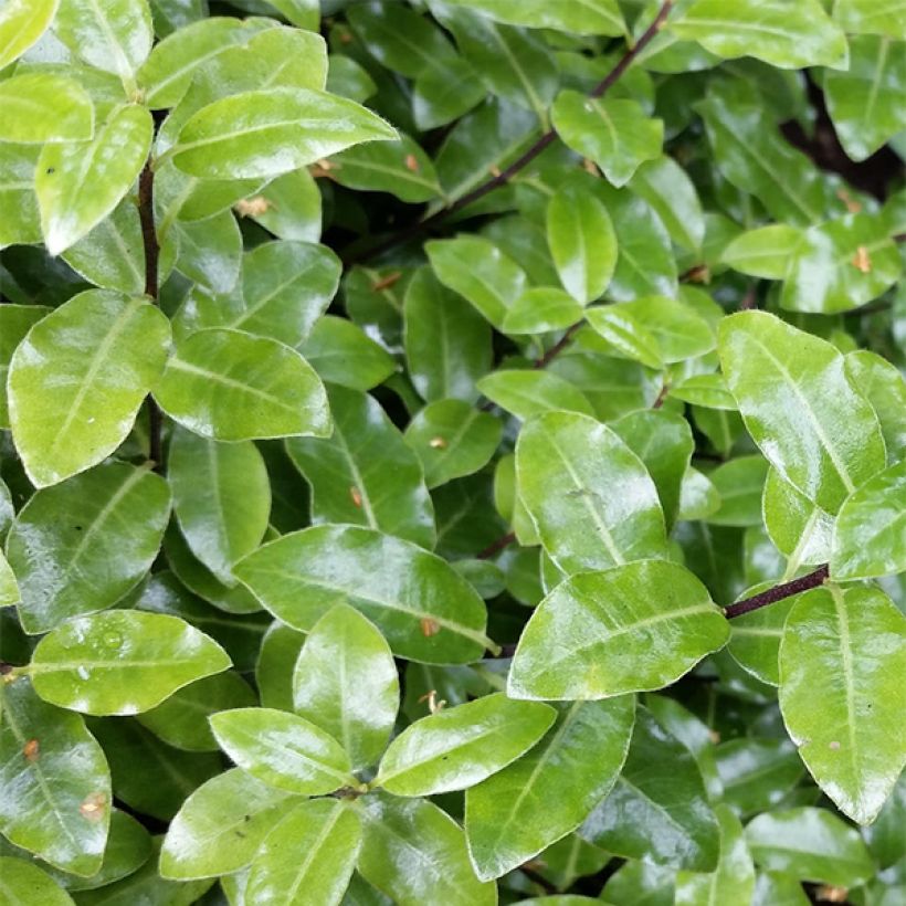 Pittosporum tenuifolium Golf ball (Follaje)